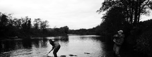 springsalmon